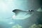 Cownose Ray