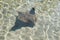 Cownose Ray at Aquarium of the Pacific in Long Beach