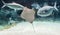 Cownose ray Rhinoptera bonasus swimming among fishes. Cownose rays have barb at the tail and weak venom to defend from the