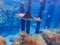 Cownose Ray swimming over coral reef.