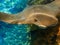 Cownose Ray swimming over coral reef.