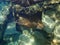 Cownose Ray swimming over coral reef.