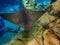 A Cownose ray swimming over a rock reef.