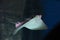 cownose ray swimming in the water, fish underwater in the aquarium