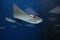 cownose ray swimming in the water, fish underwater in the aquarium