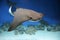 cownose ray swimming in the water, fish underwater in the aquarium