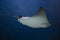 cownose ray swimming in the water, fish underwater in the aquarium