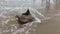 Cownose sting Ray with venous whip-like tail on beach shore flapping to get back into the waters