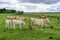 Cowns grazing freely in Northern Scotland Grampians region