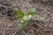 A cowpea seedling with its first true leaves