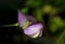 The cowpea, Vigna unguiculata, flowers