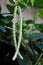 The cowpea, Vigna unguiculata, seeds