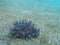 Cowrie Shell with Mantle Out Moving Over Sandy Ocean Floor