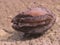 Cowrie shells. the sea shellfish on the rock