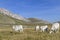 Cows in Abruzzo