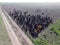 Cows aerial view, Buenos Aires,