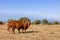 Cows of the Alentejana Breed (Raca Alentejana) bred free in the vast rural fields.