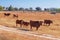 Cows of the Alentejana Breed (Raca Alentejana) bred free in the vast rural fields.