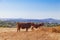 Cows of the Alentejana Breed (Raca Alentejana) bred free in the vast rural fields.