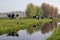 Cows along a ditch