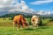 Cows in Alpi di Siusi, Dolomites