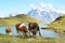 Cows in an Alpine meadow