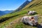 Cows on alpine pasture.