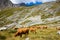 Cows in alpine pasture, Pralognan la Vanoise, France