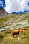 Cows in alpine pasture, Pralognan la Vanoise, France