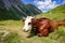 Cows in alpine pasture, Pralognan la Vanoise, French Alps