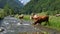 Cows on alpine pasture, Switzerland