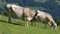 Cows on alpine pasture, Switzerland