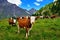 Cows on alpine pasture in Valle dAosta