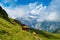 Cows in Alpine valley Grindelwald. Jungfrau, Switzerland. Under the Bernese alps