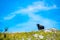 Cows on Alps meadow in Austria, near Schafberg hill. Cows are looking to lake in far