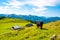 Cows on Alps meadow in Austria, near Schafberg hill. Cows are looking to lake in far