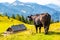Cows on Alps meadow in Austria, near Schafberg hill. Cows are looking to lake in far