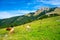 Cows on Alps meadow in Austria, near Schafberg hill. Cows are looking to lake in far