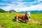 Cows on Alps meadow in Austria, near Schafberg hill. Cows are looking to lake in far