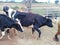 Cows in an Animal Research Institute