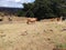 Cows in an Animal Research Institute