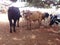 Cows in an Animal Research Institute