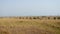 Cows antelope or hartebeest grazing in wild African savannah