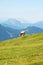 Cows in Armkarwand, Gosausee valley, Austria