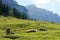 Cows in Armkarwand, Gosausee valley, Austria