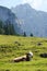 Cows in Armkarwand, Gosausee valley, Austria