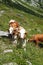 Cows in Armkarwand, Gosausee valley, Austria