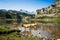 Cows around lake Ercina in Picos de Europa, Asturias, Spain