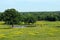 Cows around pond