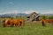 Cows as traditional farming livestock in southern Alberta, Canada